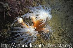 Dendrophyllia  ramea by Vittorio Durante 